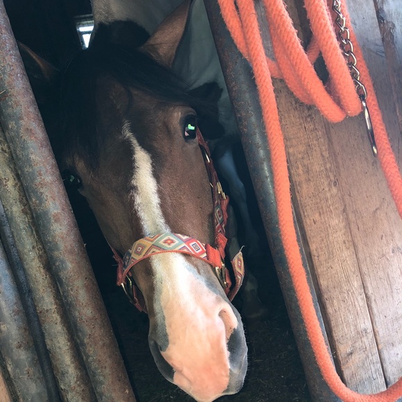 Meet your Posher, Mckenzie - Picture 1 of 1